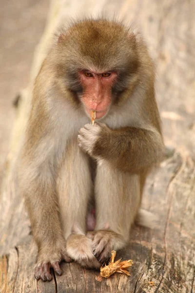 Rotgesichtsmakake Oder Japanese Anmakak Japanese Macaque Snow Monkey Macaca Fuscata — 图库照片