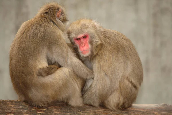 Rotgesichtsmakake Oder Japanmakak Japanese Macaque Snow Monkey Macaca Fuscata — Stock Photo, Image
