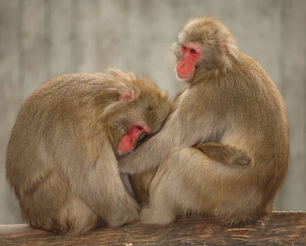 Rotgesichtsmakake Oder Japanmakak Japanese Macaque Snow Monkey Macaca Fuscata — Stock Photo, Image