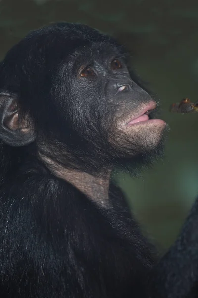 Bonobo Oder Zwergschimpanse Pygmeeënchimpansee Pan Paniscus — Stockfoto