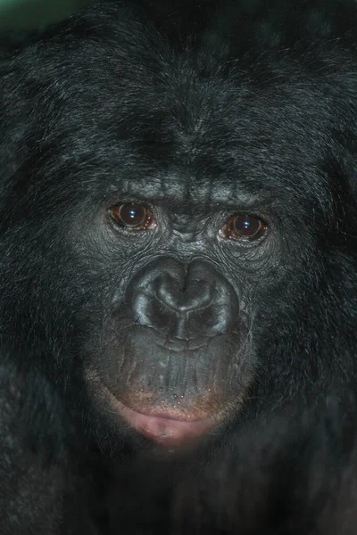 Bonobo Oder Zwergschimpanse Chimpancé Pigmeo Pan Paniscus — Foto de Stock