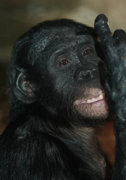 Bonobo Oder Zwergschimpanse Chimpancé Pigmeo Pan Paniscus — Foto de Stock
