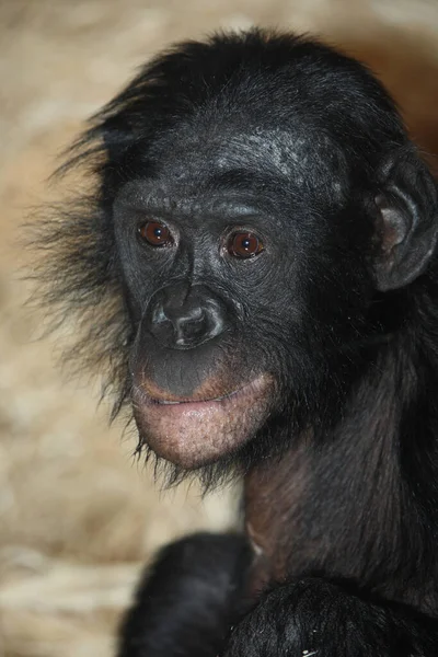 Bonobo Oder Zwergschimpanse Pygmeeënchimpansee Pan Paniscus — Stockfoto