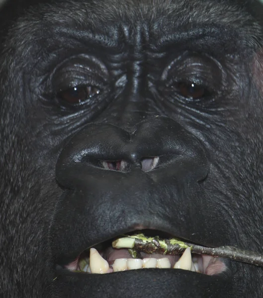 Westlicher Flachlandgorilla Westlicher Flachlandgorilla Gorilla Gorilla Gorilla — Stockfoto
