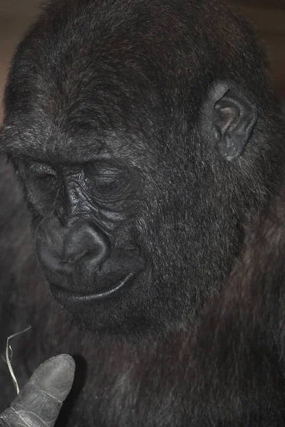 Westlicher Flachlandgorilla Westlicher Flachlandgorilla Gorilla Gorilla Gorilla — Stockfoto
