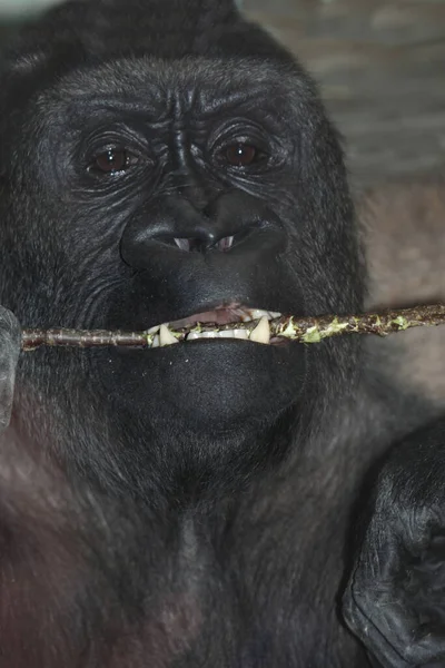 Westlicher Flachlandgorilla Westelijke Laaglandgorilla Gorilla Gorilla Gorilla — Stockfoto