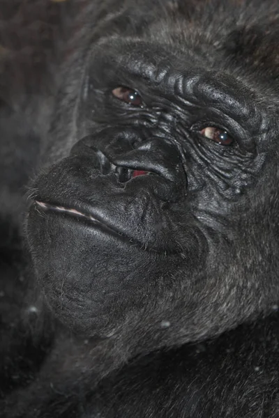Westlicher Flachlandgorilla Gorila Las Tierras Bajas Occidentales Gorila Gorila Gorila — Foto de Stock
