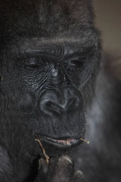 Westlicher Flachlandgorilla Gorila Las Tierras Bajas Occidentales Gorila Gorila Gorila — Foto de Stock