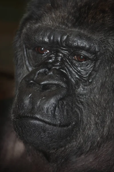 Westlicher Flachlandgorilla Gorila Las Tierras Bajas Occidentales Gorila Gorila Gorila —  Fotos de Stock