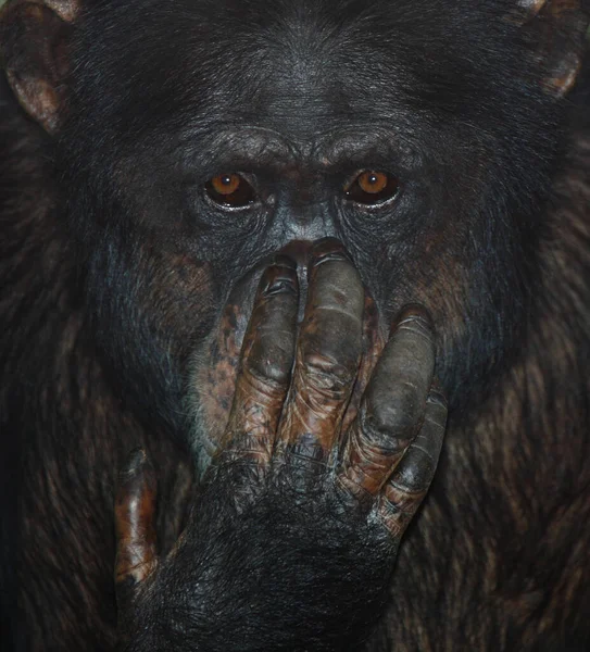 Gemeiner Schimpanse Common Chimpanzee Pan Troglodytes — Stock Photo, Image