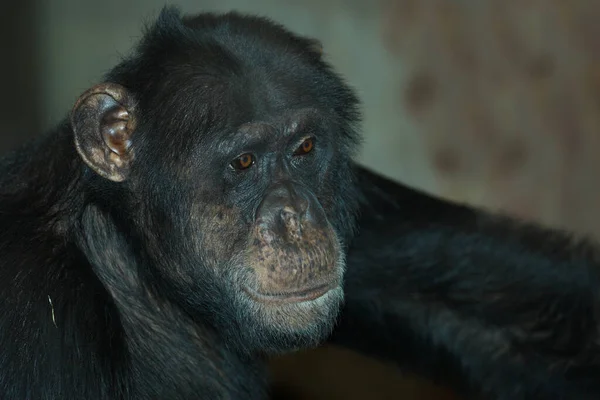 Gemeiner Schimpanse Common Chimpanzee Pan Troglodytes — Foto de Stock