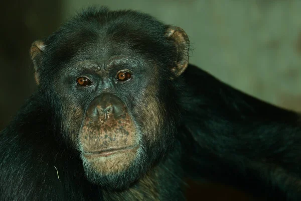 Gemeiner Schimpanse Common Chimpanzee Pan Troglodytes — Stockfoto