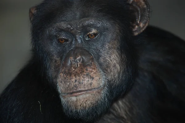 Gemeiner Schimpanse Common Chimpanzee Pan Troglodytes — Foto de Stock