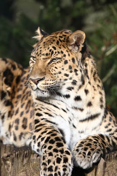 Amurleopard Amur Leopard Panthera Pardus Orientalis — стокове фото