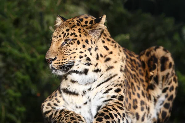 Amurleopar Amur Leoparı Panthera Pardus Orientalis — Stok fotoğraf