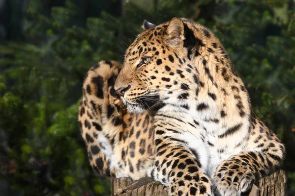 Amurleopardo Amur Leopardo Panthera Pardus Orientalis — Fotografia de Stock