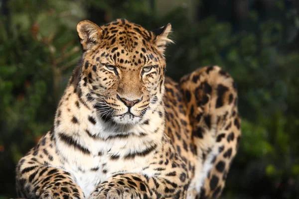 Amurleopardo Amur Leopardo Panthera Pardus Orientalis — Fotografia de Stock
