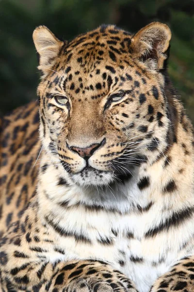 Amurleopard Amur Leopard Panthera Pardus Orientalis — стокове фото
