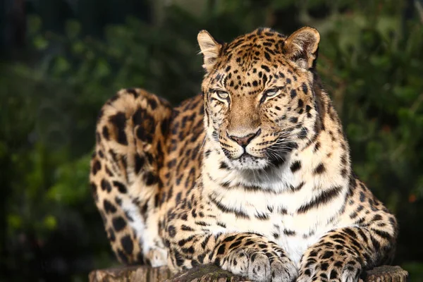 Amurleopard Amur Leopard Panthera Pardus Orientalis — Stock Photo, Image
