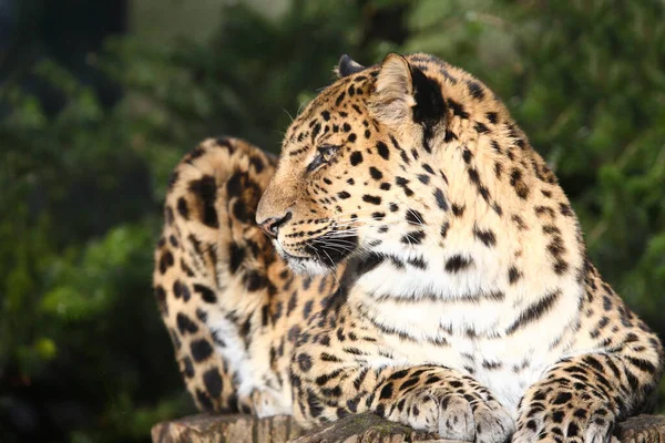 Amurleopard Amur Leopard Panthera Pardus Orientalis — Stockfoto