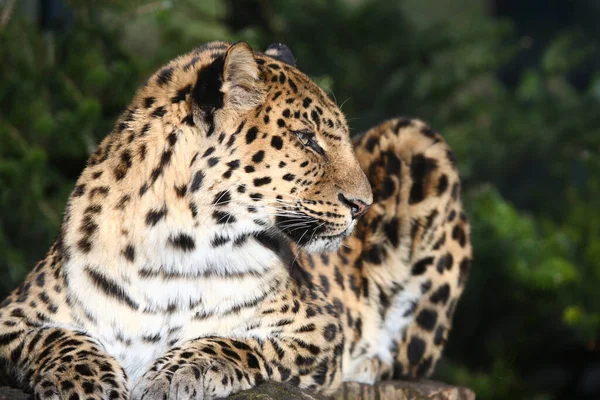 Amurleopard Amur Leopard Panthera Pardus Orientalis - Stock-foto