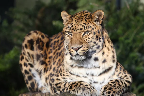 Amurleopard Amur Leopard Panthera Pardus Orientalis — 스톡 사진