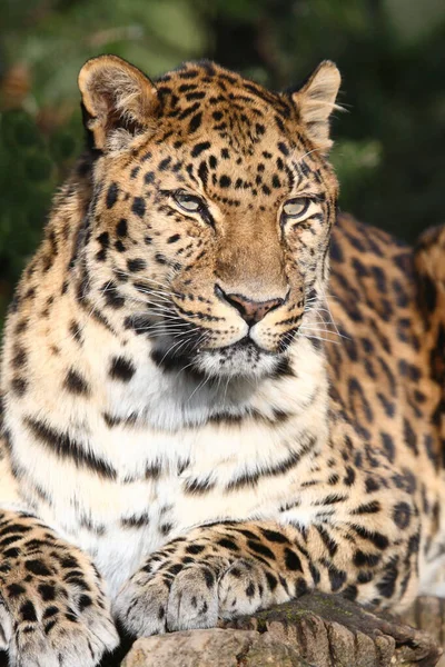 Amurleopard Amur Leopard Panthera Pardus Orientalis — стоковое фото