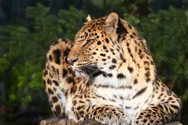 Amurleopard Amur Leopard Panthera Pardus Orientalis — Stock Photo, Image