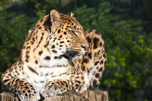 Amurleopard Amur Leopard Panthera Pardus Orientalis — 스톡 사진