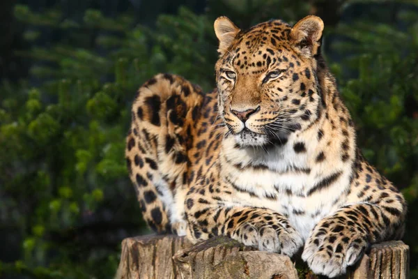 Amurleopard Amur Leopard Panthera Pardus Orientalis — Stockfoto