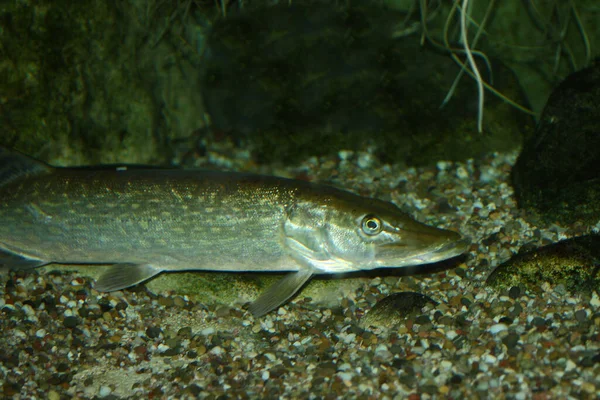 Hecht Northern Pike Esox Licius — стокове фото