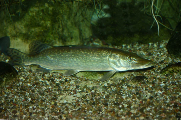 Hecht Northern Pike Esox Licius — стокове фото
