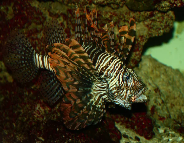 Rotfeuerfisch Lionfish Pterois Antennata — Fotografie, imagine de stoc