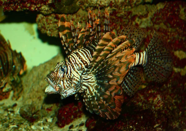 Antennata Rotfeuerfisch Lionfish Pterois — Stok Foto