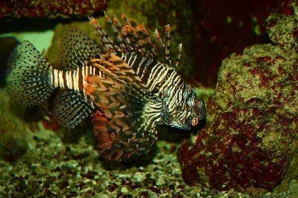 Rotfeuerfisch Lionfish Pterois Antennata — стокове фото