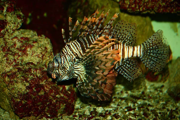 Rotfeuerfisch Lionfish Pterois Antennata — стокове фото
