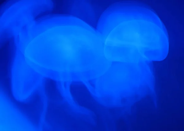 Blaue Qualle Medusa Blaue Medusa Azul —  Fotos de Stock