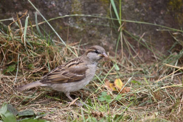 Haussperling House Sparrow Passer Domesticus — 图库照片