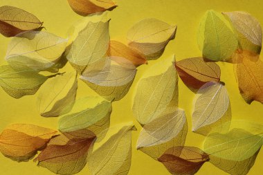 Sonbahar arkaplanı. Sonbahar kırmızısı, sarı, turuncu yapraklı iskelet, güneşin sarı arka planında. Uzayı metin için kopyala. Düz konum, üst görünüm, kopyalama alanı. Metin için tasarım