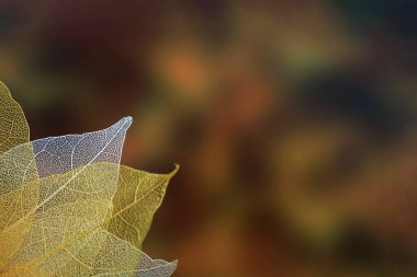 Şeffaf yaprak iskeletleri kahverengi arka planda sarı ve beyazdır. Düz konum, üst görünüm, kopyalama alanı. Metin için tasarım. Doğrudan Görünümün Üzerinde