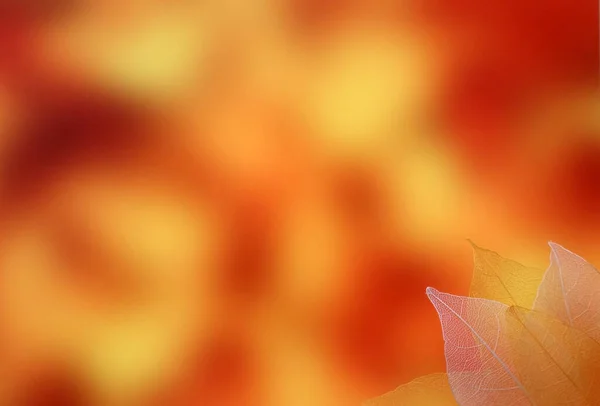 Parlak turuncu ve kırmızı sonbahar arka planında bulanık lekeler ve köşesinde yapraklardan bir iskelet var.