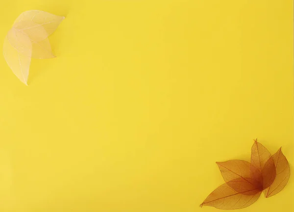 Szkielety Liści Żółtym Tle — Zdjęcie stockowe