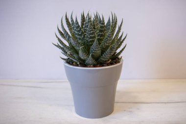 Succulents, echeveria indoor plant in pot. Yaşam tarzı resmi