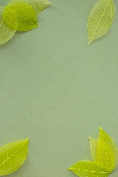 Πράσινο Φόντο Σκελετούς Από Φύλλα Πέταλα Στις Γωνίες Του Φύλλου — Φωτογραφία Αρχείου