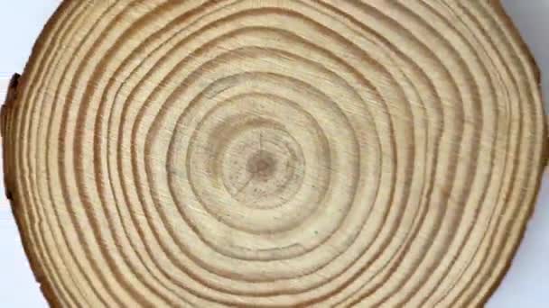 Зріз Молодого Дерева Круговим Рухом Камери Макро Відео — стокове відео