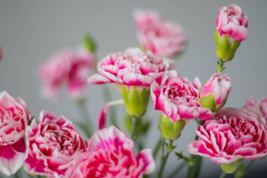 Pink carnations close-up on a gray background.