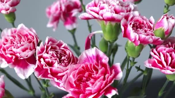Close Pink Carnations Swaying Wind — Stock video
