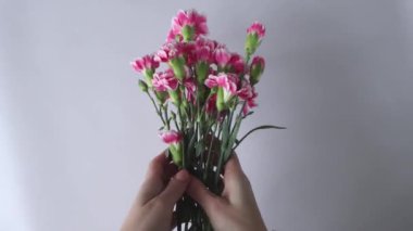 Bouquet of pink carnations in a womans hand on a white background