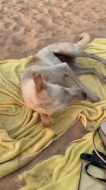Wild dog on the beach having fun in other peoples beach towels and sand. Vertical Video