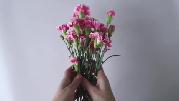 Rózsaszín Szegfű Csokor Női Kézben Fehér Alapon — Stock videók
